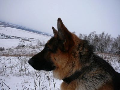 Лот: 4483595. Фото: 1. Щенки немецкой овчарки (продам... Собаки, щенки