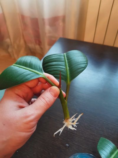 Лот: 17103749. Фото: 1. Фикус эластичный (Ficus elastica... Горшечные растения и комнатные цветы
