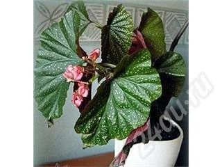 Лот: 317869. Фото: 1. Бегония (продам с горшком). Горшечные растения и комнатные цветы