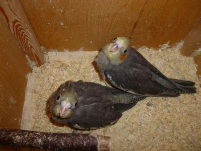 Лот: 4013973. Фото: 1. Попугай Какаду (Нимфа или Корелла... Птицы