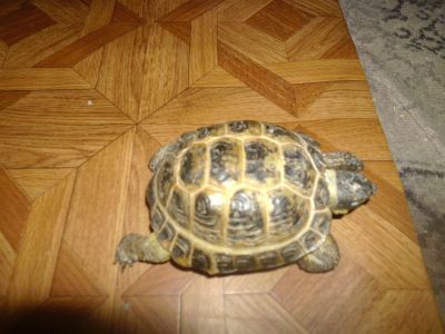 Лот: 12495430. Фото: 1. черепаха-маруся (корм в подарок... Корма