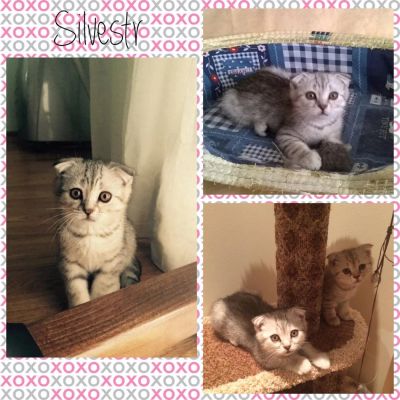 Лот: 5523468. Фото: 1. Шотландский котенок. Кошки, котята