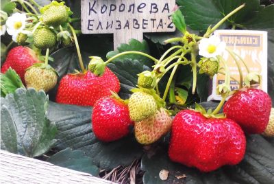 Лот: 11855311. Фото: 1. Сорт клубники Королева Елизавета-2. Ягоды