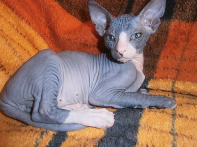 Лот: 3746925. Фото: 1. котята донского сфикса. Кошки, котята