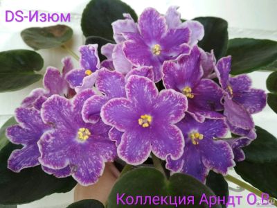 Лот: 11637403. Фото: 1. Фиалка DS-Изюм, лист. Горшечные растения и комнатные цветы