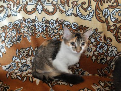 Лот: 3769538. Фото: 1. Отдадим котят в хорошие руки!. Кошки, котята
