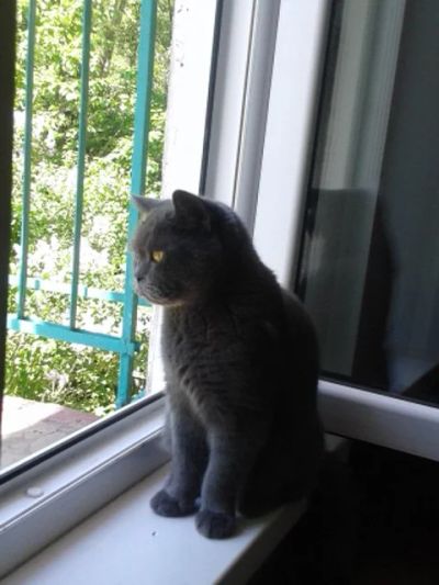 Лот: 8251706. Фото: 1. Отдам породистую (британочка... Кошки, котята