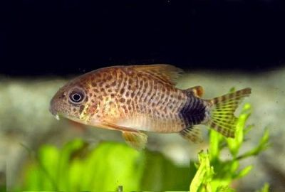 Лот: 15505336. Фото: 1. Сомик Каудимакулатус Коридорас... Рыбки