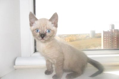 Лот: 12247949. Фото: 1. Отдам котят от сиамской кошки. Кошки, котята