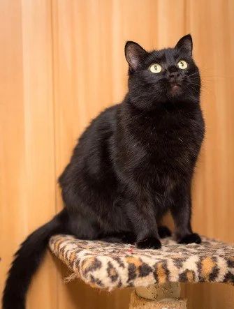 Лот: 6940250. Фото: 1. Марта - очень умное и очаровательное... Кошки, котята