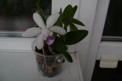 Лот: 4130605. Фото: 1. Орхидея Каттлея интермедия цветет. Горшечные растения и комнатные цветы