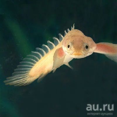 Лот: 16205035. Фото: 1. Полиптерус сенегальский (Polypterus... Рыбки