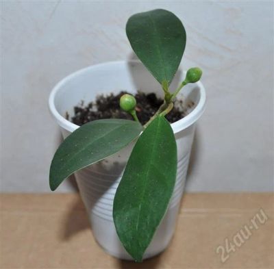 Лот: 256075. Фото: 1. Ficus diversifolia (разнолистный... Горшечные растения и комнатные цветы