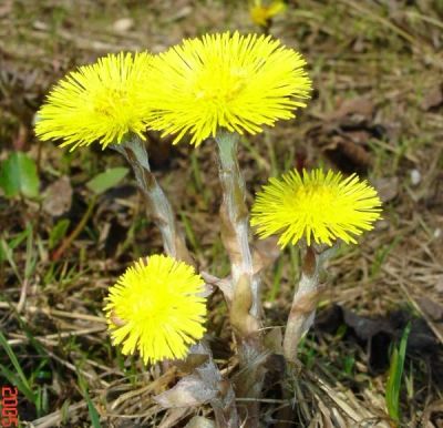 Лот: 5253841. Фото: 1. Мать-и-мачеха (Tussilago farfara... Другое (красота и здоровье)