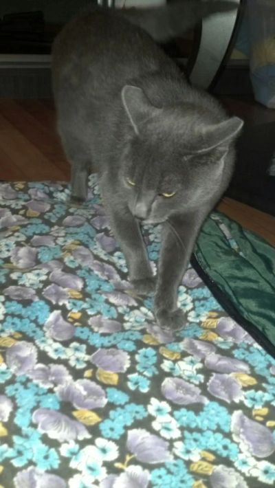 Лот: 3213965. Фото: 1. Молодая кошка. Кошки, котята