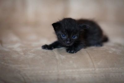 Лот: 4175409. Фото: 1. Котята ,3 мальчика :1 серенький... Кошки, котята