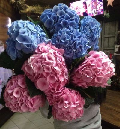 Лот: 10533658. Фото: 1. Гортензии большие. Свежие цветы