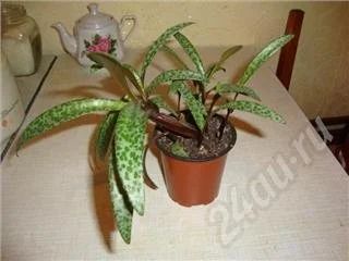 Лот: 437637. Фото: 1. цветочек. Горшечные растения и комнатные цветы