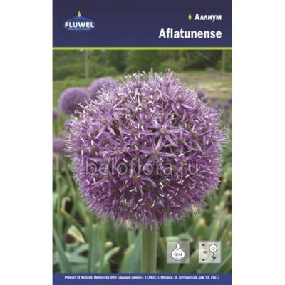 Лот: 6179103. Фото: 1. Аллиум Aflatunense, луковица. Другое (семена, рассада, садовые растения)