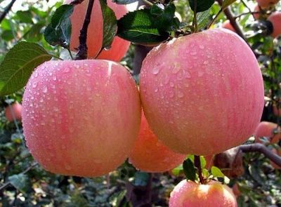 Лот: 6500468. Фото: 1. Яблоки «Фуши», 1 кг. Овощи, фрукты, зелень