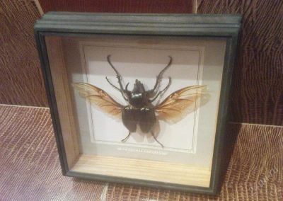 Лот: 132896. Фото: 1. Жук Chalcosoma Atlas прямо из... Другое (сувениры, подарки)