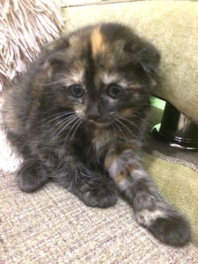 Лот: 10527889. Фото: 1. Шотландская вислоухая (Scottish... Кошки, котята