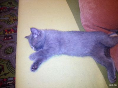Лот: 9036270. Фото: 1. Котята британцы, ждут своих хозяев. Кошки, котята