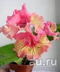 Лот: 13522552. Фото: 1. Стрептокарпус-Lisica (Клещыньски... Горшечные растения и комнатные цветы