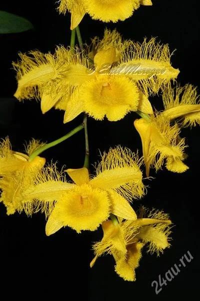 Лот: 1298872. Фото: 1. орхидея Den. Harveyanum. Горшечные растения и комнатные цветы