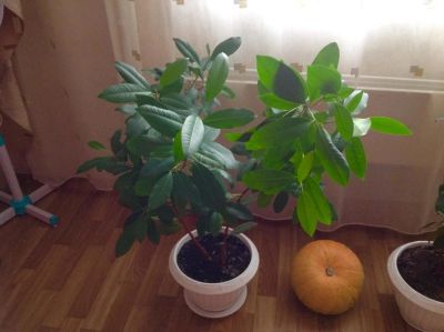 Лот: 7657313. Фото: 1. Фикус , Ficus retusa. Горшечные растения и комнатные цветы