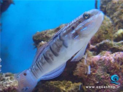 Лот: 3457316. Фото: 1. Продам Amblygobius phalaena. Рыбки