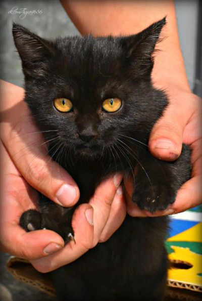 Лот: 10202921. Фото: 1. Котёнок Ангара. Кошки, котята
