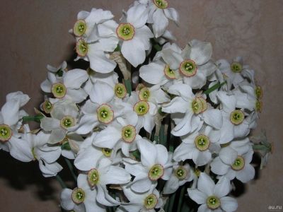 Лот: 9965802. Фото: 1. Нарциссы (луковицы). Садовые цветы