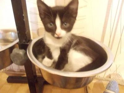 Лот: 2729024. Фото: 1. котенок. Кошки, котята