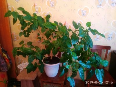 Лот: 14456781. Фото: 1. Цветок. Свежие цветы
