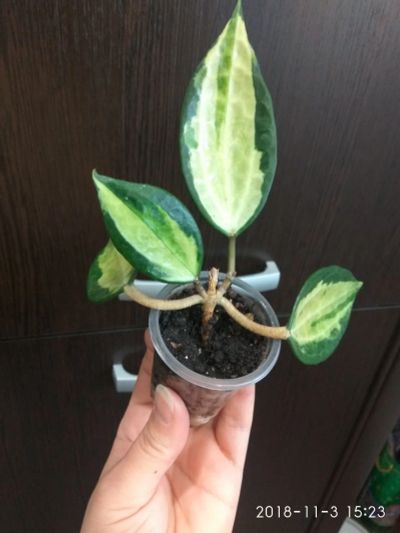 Лот: 11839213. Фото: 1. Хойя (hoya macrohylla pot of gold... Горшечные растения и комнатные цветы