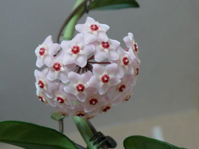 Лот: 5390292. Фото: 1. Хойя Hoya Carnosa - черенок. Горшечные растения и комнатные цветы