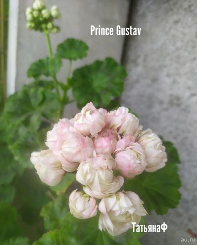 Лот: 18243698. Фото: 1. Пеларгония Prince Gustav. Горшечные растения и комнатные цветы