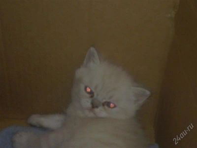 Лот: 1276593. Фото: 1. Суперский котеночек. Кошки, котята