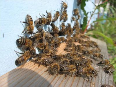 Лот: 490398. Фото: 1. Мед сибирский с канского района... Мёд, продукты пчеловодства