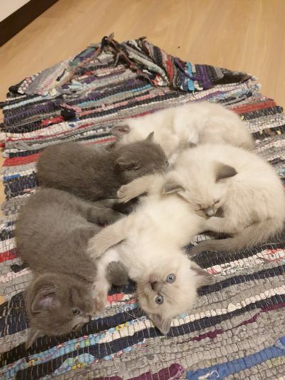 Лот: 19483786. Фото: 1. Очаровательные котята! 1 мальчик... Кошки, котята