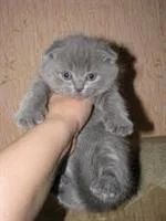 Лот: 3212792. Фото: 1. прямоухая кошечка. Кошки, котята