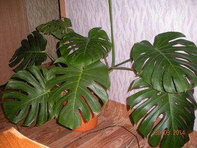 Лот: 3951355. Фото: 1. Монстера 1. Горшечные растения и комнатные цветы