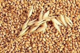 Лот: 4852751. Фото: 1. Продам продовольственное зерно... Крупы, сыпучие продукты