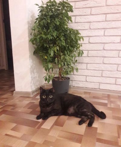 Лот: 18052816. Фото: 1. Отдам кошку 4 года стирилизованна... Кошки, котята