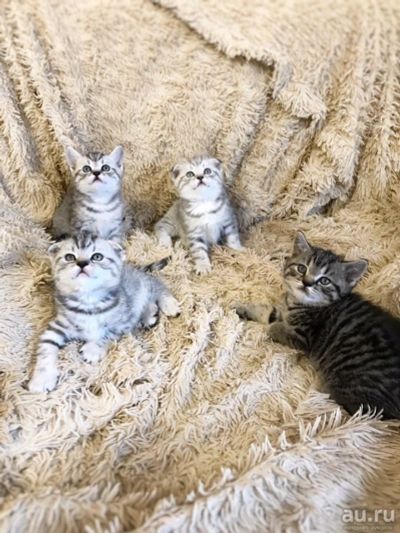 Лот: 13066219. Фото: 1. Шотландские плюшевые котята, вислоушки... Кошки, котята