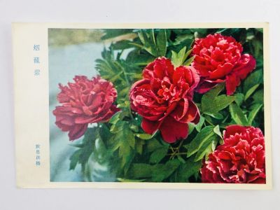 Лот: 23296745. Фото: 1. Цветы: Пион. Алый. Открытка. Открытки, конверты