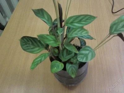 Лот: 1807977. Фото: 1. Ктенанта (Ctenanthe setosa Compact... Горшечные растения и комнатные цветы