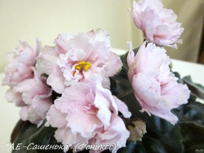 Лот: 12052124. Фото: 1. "ЛЕ-Сашенька"-фиалка. стартер... Горшечные растения и комнатные цветы