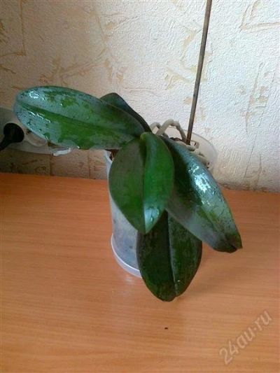 Лот: 1859972. Фото: 1. Орхидея фаленопсис. Горшечные растения и комнатные цветы